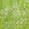 春の雑草の主張５