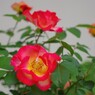 庭に咲く花14「薔薇」