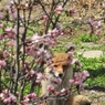 桜の花とキタキツネ