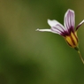 １ｃｍの花　４