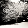 DSC04480_R