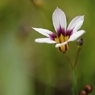 １ｃｍの花　５