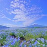 ネモフィラと。。。