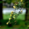 写真句：ひと枝の花群れ