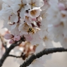 おしり