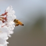 ミツバチと桜