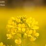 菜の花10