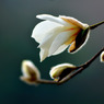 #20 Magnolia