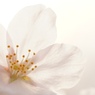 トランスルーセント桜
