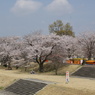 東雲公園の桜２