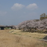 東雲公園の桜３
