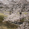 東雲公園の桜４