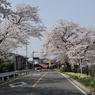県道の桜