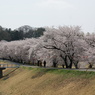 東雲公園の桜５