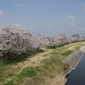 東雲公園の桜６