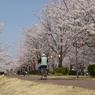 東雲公園の桜７