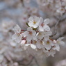 桜のアップ