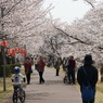 東雲公園の桜８