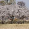 東雲公園の桜３