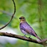 オオルリ　♀