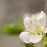 梅の花のよう