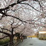 桜屋根