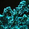 青灯桜