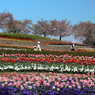 桜とチュリップ