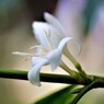この花何のはな