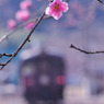 花一輪