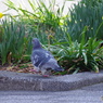 鳥系①　昼休み