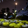 朧月夜の花手水