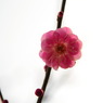Japanese plum