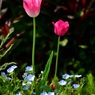 晩春の花