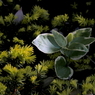 写真エッセイ：写真句：若芽