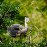 木の上の駝鳥