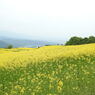 DSCN3249