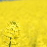 DSCN3254
