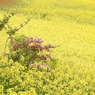DSCN3265