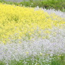 DSCN3268