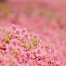 5月のピンク