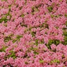 花と緑