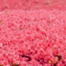 いちめんの花