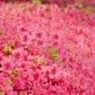 花から花へ