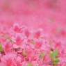 May Pink