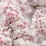 上野公園の桜