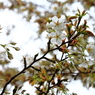 上野公園の桜