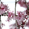 上野の桜