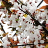 上野の桜