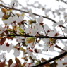 上野の桜